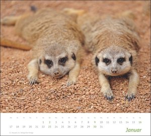 times&more Erdmännchen Bildkalender 2022