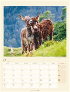 Esel Kalender 2026