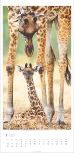 Giraffen Kalender 2026