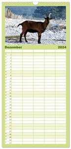 Familienplaner 2024 - Wer zickt denn da? Mit Ziegen durchs Jahr mit 5 Spalten (Wandkalender, 21 x 45 cm) CALVENDO