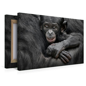 Premium Textil-Leinwand 45 cm x 30 cm quer Bonobo XEKELE