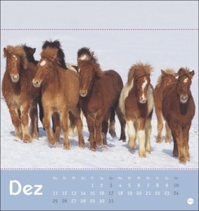 Pferde Postkartenkalender 2023