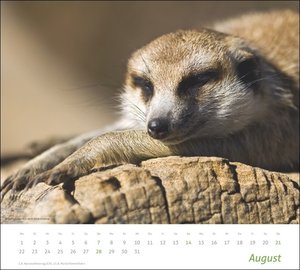 times&more Erdmännchen Bildkalender 2022
