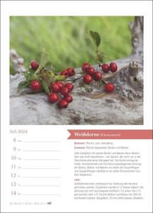 Heilkräuter Wochen-Kalender 2024. Jede Woche Wissenswertes aus der Pflanzenwelt: Naturheilkunde für zu Hause in einem Foto-Wandkalender mit Platz für Notizen