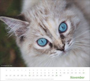 times&more Katzen Bildkalender 2026