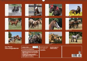 Der Pferde-Geburtstagskalender (Wandkalender immerwährend DIN A2 quer)