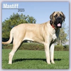 Mastiff 2023 - 16-Monatskalender