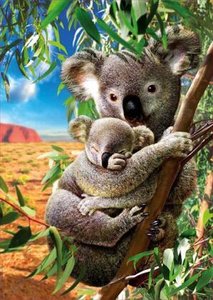 Koala mit Koala-Baby 500 Teile Puzzle