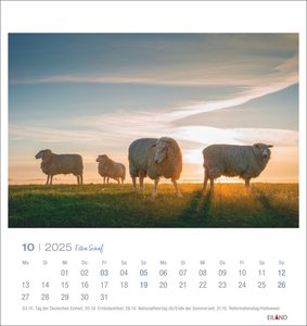 Extra Schaf Postkartenkalender 2025