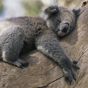 Koala Bären 2023