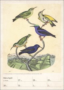 Bunte Vogelwelt Wochenplaner 2023: 53 historische Tafeln mit Vogeldarstellungen in einem hochwertigen Wandkalender. Tierkalender 2023 für kunstbegeisterte Vogelliebhaber.