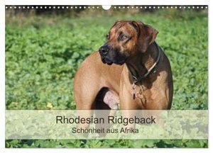 Rhodesian Ridgeback Schönheit aus Afrika (Wandkalender 2024 DIN A3 quer), CALVENDO Monatskalender