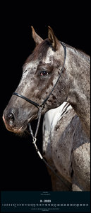 Beautiful Horses 2023 - Foto-Kalender - Wand-Kalender - 30x70