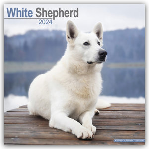 White German Shepherd - Weiße Schäferhunde 2024 - 16-Monatskalender