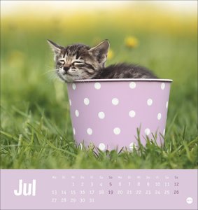 Tierisch entspannte Katzen Postkartenkalender 2026