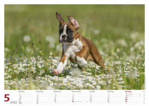 Hunde 2022 Bildkalender A3 quer - Oliver Giel