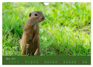 Ziesel auf Augenhöhe (Wandkalender 2024 DIN A4 quer), CALVENDO Monatskalender