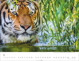 Tiger 2026