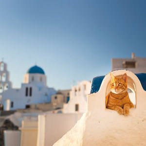 Greek Island Cats 2022