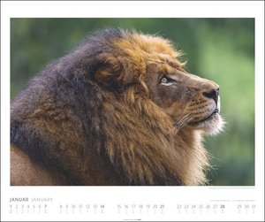 African Wildlife Kalender 2024. Die Tierwelt Afrikas in atemberaubenden Fotos festgehalten für einen großen Wandkalender. Foto-Kalender im Großformat 55x46 cm