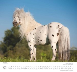 Geliebte Pferde 2025 – DUMONT-Wandkalender – Pferdefotografie von Christiane Slawik Format – 38,0 x 35,5 cm