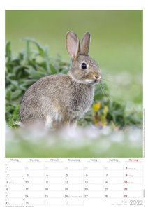 Auf der Pirsch 2022 - Bild-Kalender A3 (29,7x42 cm) - Tier-Kalender - Wandplaner - mit Platz für Notizen - Alpha Edition
