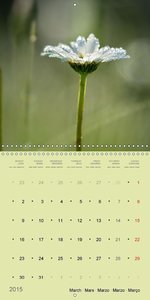The Beauty Of Nature In Detail (Wall Calendar 2015 300 × 300 mm Square)