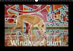 Windhund bunt
