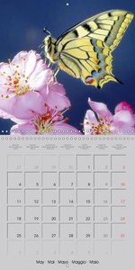 Flying Jewels (Wall Calendar 2015 300 × 300 mm Square)