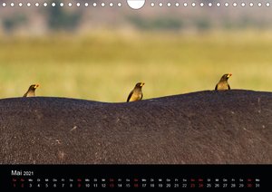 Botswanas Vogelwelt (Wandkalender 2021 DIN A4 quer)