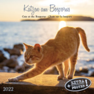 Katzen am Bosporus 2022