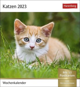 Katzen Postkartenkalender 2023. Jede Woche ein süßes Kätzchen im Postkarten-Fotokalender. Tisch-Kalender für Katzenfans, mit 53 Postkarten zum Sammeln und Verschicken. Auch zum Aufhängen.