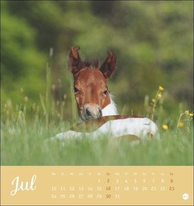 Kuschelfohlen Postkartenkalender 2023. Ein kleiner Kalender voll unbeholfener Fohlen zum Dahinschmelzen. Postkarten-Tischkalender, der die Herzen von Pferde-Freunden höher schlagen lässt.