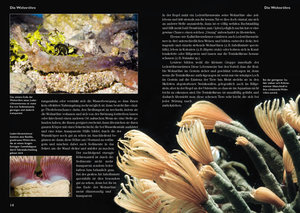 Röhrenwürmer im Meerwasseraquarium