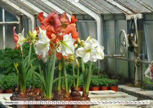 Amaryllis-Blüten (Premium-Kalender 2020 DIN A2 quer)
