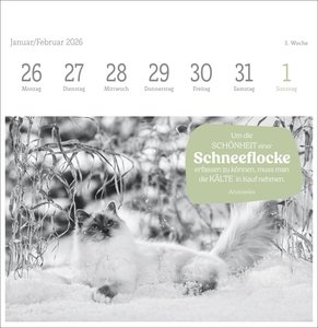 Katzen Weisheiten Premium-Postkartenkalender 2026