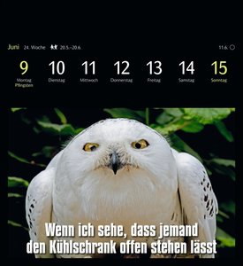 Animal Memes Postkartenkalender 2025 - 53 tierisch witzige Postkarten