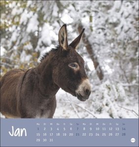 Esel - Von wegen sturer Esel Postkartenkalender 2024. Kleiner Kalender zum Aufstellen und Aufhängen im Postkartenformat. Monats-Tischkalender für Tierfreunde.