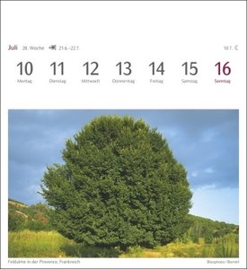 Bäume Postkartenkalender 2023. Fotokalender mit 53 Postkarten zum Sammeln und Verschicken. Dekorative Baum-Aufnahmen von bekannten Fotografen. Kleiner Tischkalender 2023.