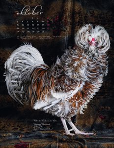 Pretty Chicks 2026