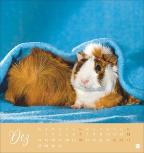 Kuschelige Meerschweinchen Postkartenkalender 2026