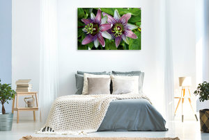 Premium Textil-Leinwand 120 cm x 80 cm quer Passiflora belotii ´Kaiserin Eugenie` x