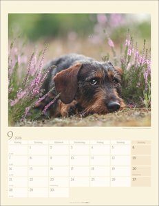 Dackel Kalender 2026