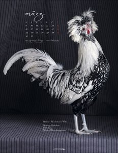 Pretty Chicks 2026