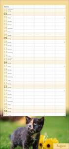 times&more Katzen Familienplaner 2026
