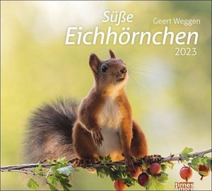 Eichhörnchen Bildkalender 2023. Die niedlichen Waldbewohner in einem großen Wandkalender, fotografiert von Geert Weggen. Tier-Kalender im Großformat.
