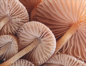 Wunderwelt der Pilze  2026