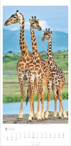 Giraffen Kalender 2026