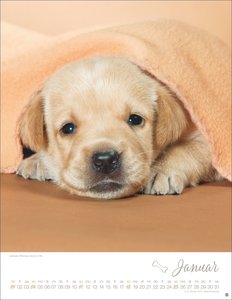 Hundekinder Posterkalender 2026