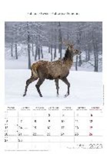 Heimische Tierwelt 2023 - Bildkalender 23,7x34 cm - Kalender mit Platz für Notizen - mit vielen Zusatzinformationen - Wandkalender - Alpha Edition